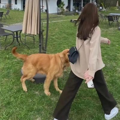 一只狗的大学时光